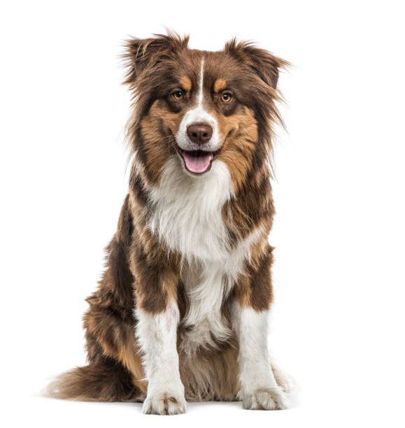 Pawsitive Care Box Medium Dog