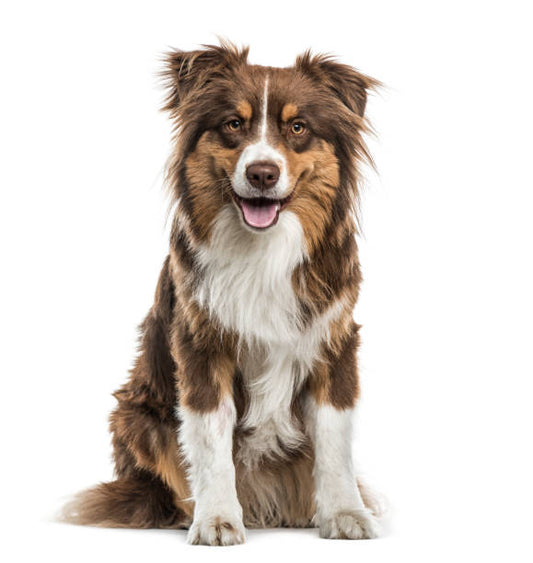 Pawsitive Care Box Medium Dog