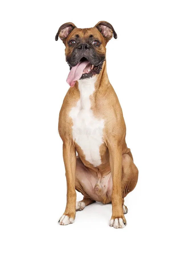 Pawsitive Care Box Large Dog