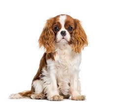 Pawsitive Care Box Small Dog